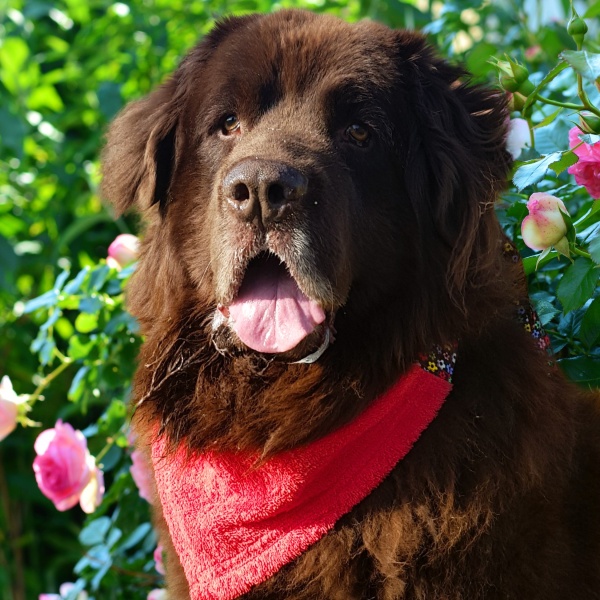 Valentine Droolbuster Dog Bib